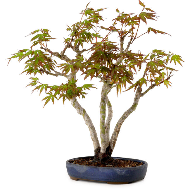 Acer palmatum, 30 cm, ± 15 years old, with a nebari of 4 cm