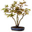 Acer palmatum, 30 cm, ± 15 anni, con nebari di 4 cm