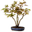 Acer palmatum, 30 cm, ± 15 years old, with a nebari of 4 cm