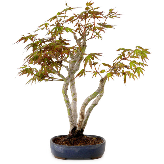 Acer palmatum, 30 cm, ± 15 years old, with a nebari of 4 cm