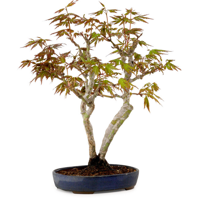 Acer palmatum, 30 cm, ± 15 years old, with a nebari of 4 cm