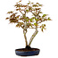 Acer palmatum, 30 cm, ± 15 years old, with a nebari of 4 cm