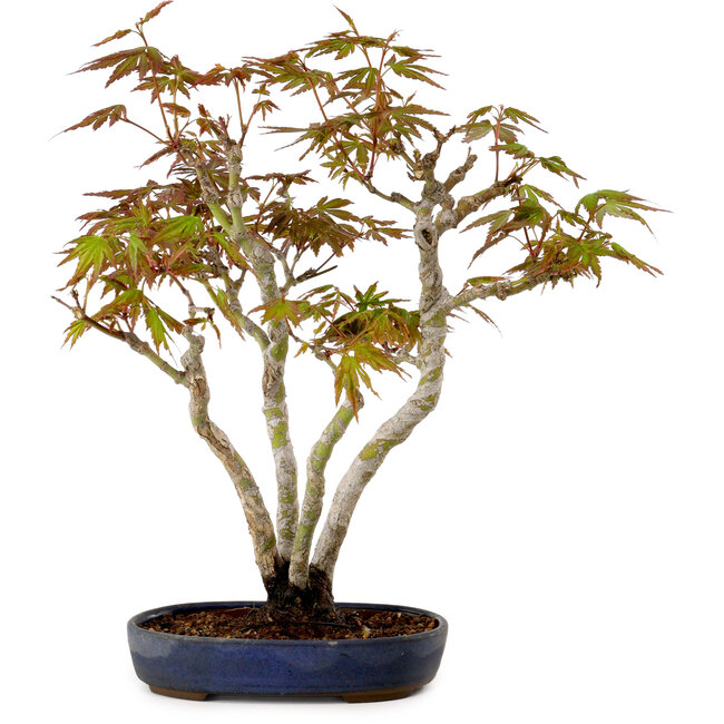Acer palmatum, 30 cm, ± 15 years old, with a nebari of 4 cm