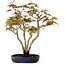 Acer palmatum, 30 cm, ± 15 years old, with a nebari of 4 cm