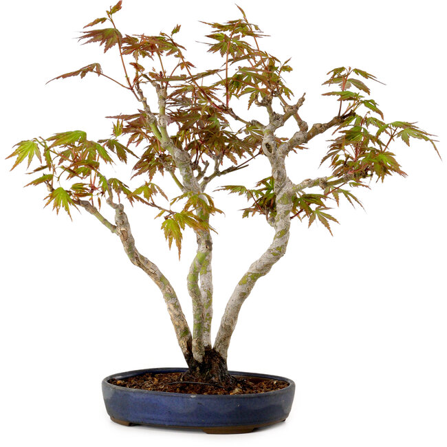 Acer palmatum, 30 cm, ± 15 years old, with a nebari of 4 cm