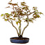 Acer palmatum, 30 cm, ± 15 years old, with a nebari of 4 cm