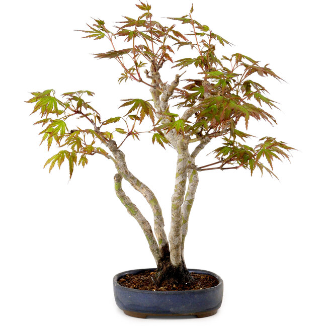 Acer palmatum, 30 cm, ± 15 years old, with a nebari of 4 cm