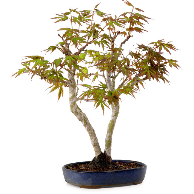 Acer palmatum, 30 cm, ± 15 years old, with a nebari of 4 cm