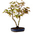 Acer palmatum, 30 cm, ± 15 years old, with a nebari of 4 cm