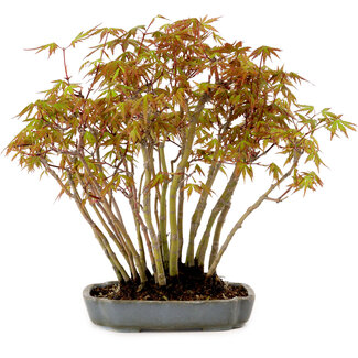 Acer palmatum, 27 cm, ± 15 years old