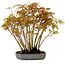 Acer palmatum, 27 cm, ± 15 years old