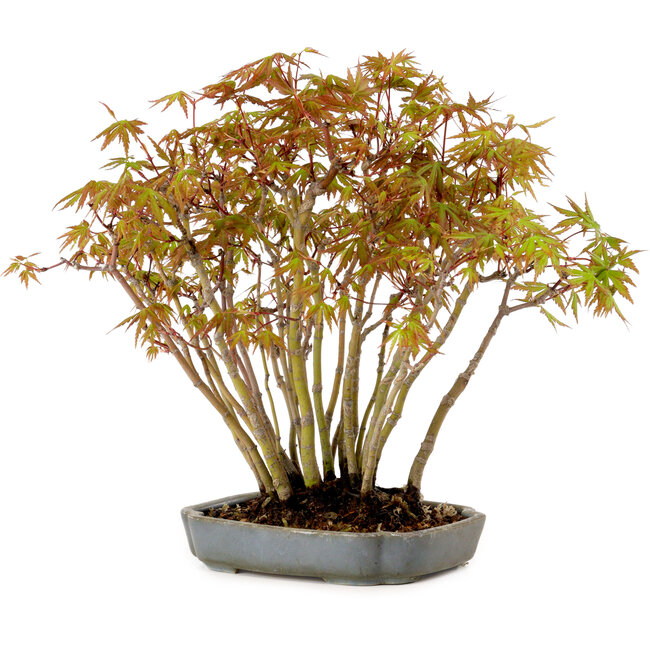 Acer palmatum, 27 cm, ± 15 years old