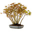 Acer palmatum, 27 cm, ± 15 years old
