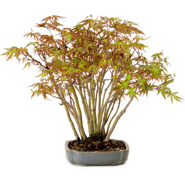 Acer palmatum, 27 cm, ± 15 years old