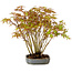 Acer palmatum, 27 cm, ± 15 years old