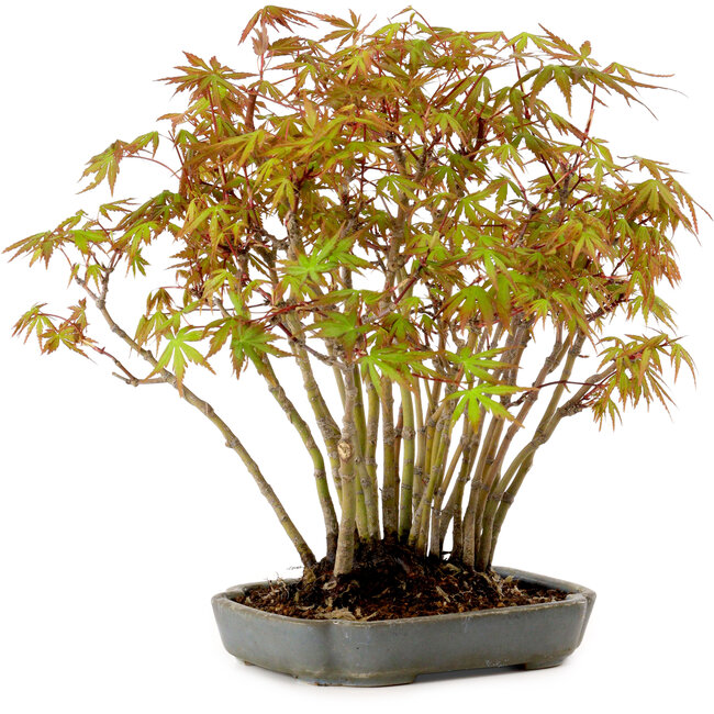 Acer palmatum, 27 cm, ± 15 years old