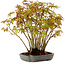 Acer palmatum, 27 cm, ± 15 years old
