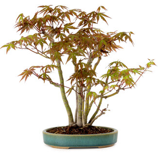 Acer palmatum, 30 cm, ± 15 years old
