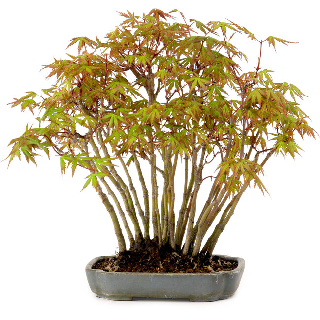 Acer palmatum, 27 cm, ± 15 years old