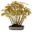 Acer palmatum, 27 cm, ± 15 Jahre alt