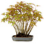 Acer palmatum, 27 cm, ± 15 years old