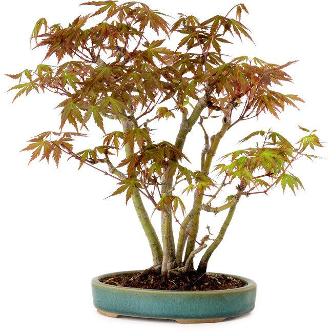 Acer palmatum, 30 cm, ± 15 years old, with a nebari of 6 cm