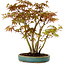 Acer palmatum, 30 cm, ± 15 years old, with a nebari of 6 cm