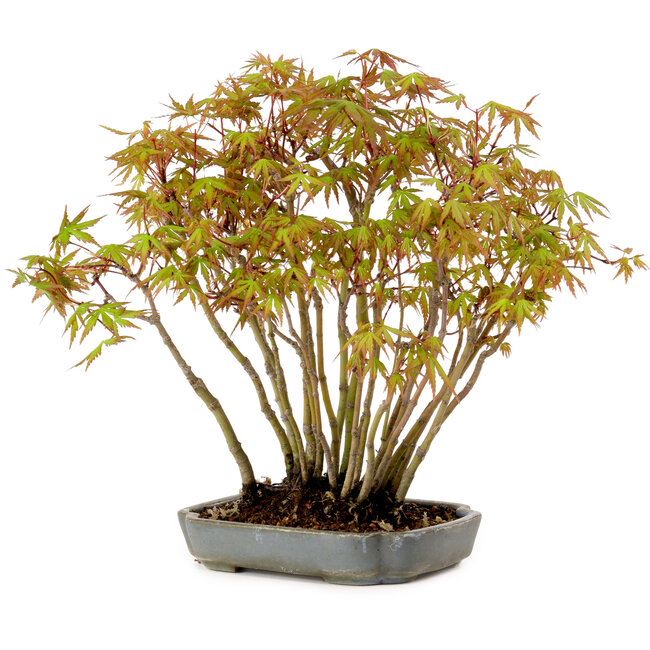 Acer palmatum, 27 cm, ± 15 years old