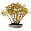 Acer palmatum, 27 cm, ± 15 years old