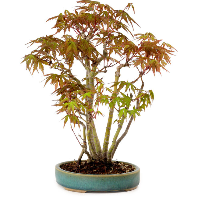 Acer palmatum, 30 cm, ± 15 years old, with a nebari of 6 cm