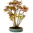 Acer palmatum, 30 cm, ± 15 years old, with a nebari of 6 cm
