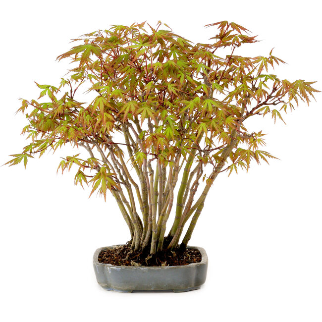 Acer palmatum, 27 cm, ± 15 years old
