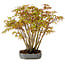 Acer palmatum, 27 cm, ± 15 Jahre alt