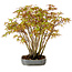 Acer palmatum, 27 cm, ± 15 years old