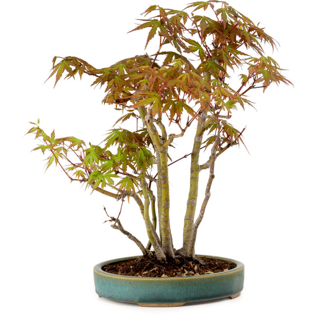 Acer palmatum, 30 cm, ± 15 years old, with a nebari of 6 cm