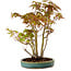 Acer palmatum, 30 cm, ± 15 anni, con nebari di 6 cm