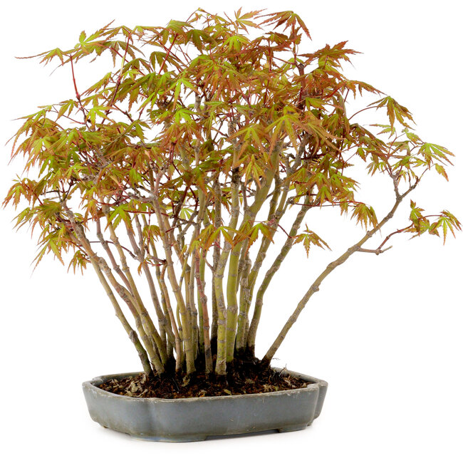 Acer palmatum, 27 cm, ± 15 years old