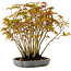 Acer palmatum, 27 cm, ± 15 years old