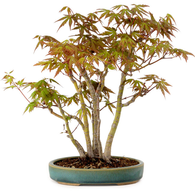 Acer palmatum, 30 cm, ± 15 years old, with a nebari of 6 cm
