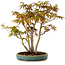 Acer palmatum, 30 cm, ± 15 years old, with a nebari of 6 cm