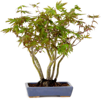 Hattori Acer palmatum, 25 cm, ± 15 years old