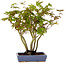 Acer palmatum, 25 cm, ± 15 years old, in a handmade Japanese pot by Hattori, with a nebari of 6 cm