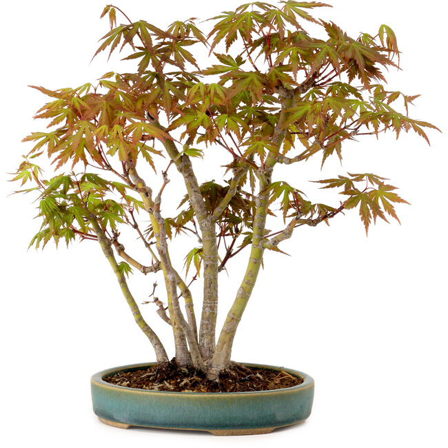 Acer palmatum, 30 cm, ± 15 years old, with a nebari of 6 cm