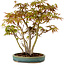 Acer palmatum, 30 cm, ± 15 years old, with a nebari of 6 cm