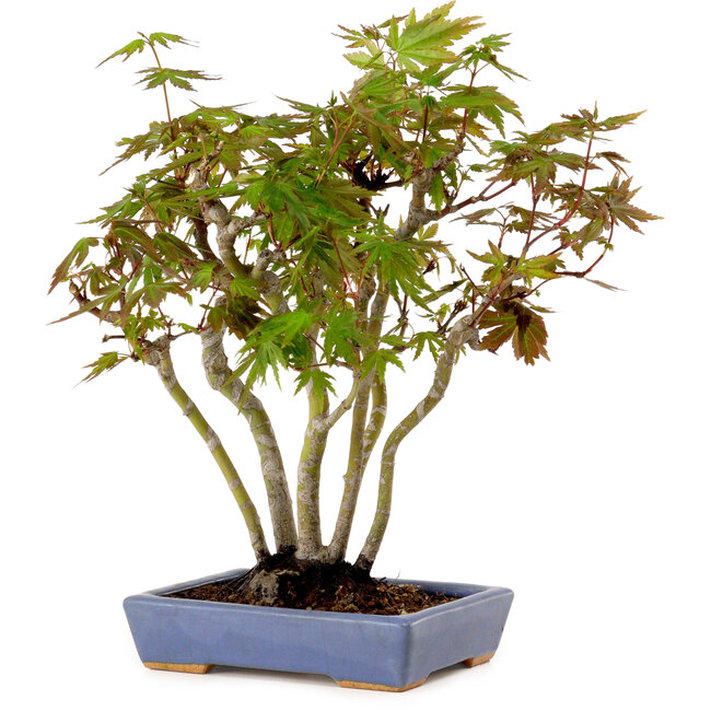 Acer palmatum, 25 cm, ± 15 years old, in a handmade Japanese pot by Hattori, with a nebari of 6 cm