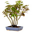 Acer palmatum, 25 cm, ± 15 years old, in a handmade Japanese pot by Hattori, with a nebari of 6 cm