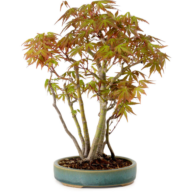 Acer palmatum, 30 cm, ± 15 years old, with a nebari of 6 cm