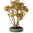 Acer palmatum, 30 cm, ± 15 years old, with a nebari of 6 cm