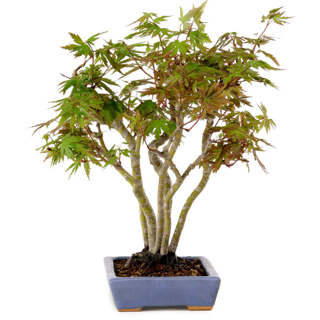 Acer palmatum, 25 cm, ± 15 years old, in a handmade Japanese pot by Hattori, with a nebari of 6 cm
