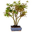 Acer palmatum, 25 cm, ± 15 years old, in a handmade Japanese pot by Hattori, with a nebari of 6 cm